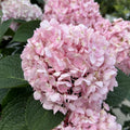 Well-Rooted Hydrangea Live Plant in 2.5 Inch Pot, Hydrangea Tree Shrub Bush Perennial Outdoor Planting (Pink to White)