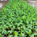 Dwarf Cavendish Banana Plants Live for Planting - Musa Banana Trees Live Plants in 2.5" Pot, Tropical Fruit, Cold Hardy, Year-Round Harvest