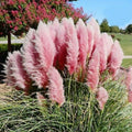 Pink Pampas Grass Plant Live, 4'' Potted, Perennial Ornamental Pampas Grass Live Plant, 4 to 7 Inc Tall