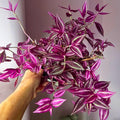2 Pink Wandering Jew Tradescantia Plants Live in 3.5" Pot, Cold Hardy, Indoor Outdoor Spring Planting