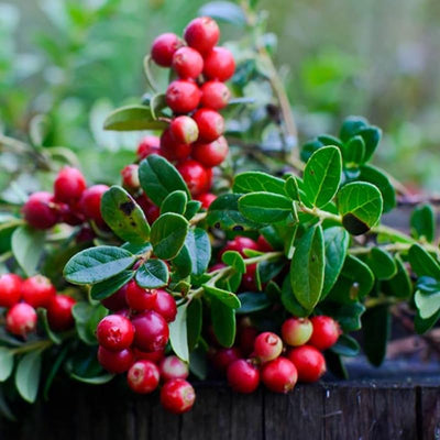 American Cranberry Trees Low Bush Groundcover in 3 Inc Pot, Red Cranberries Tree Viburnum Plant, Edible Cranberry Tree Live for Planting