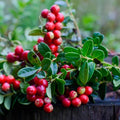 Red Cranberry Tree Live Plant, Low Bush Groundcover in 3 Inc Pot, Red Cranberries Trees Viburnum Plant, Edible Cranberry Tree Live for Planting