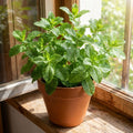 Mojito Mint Plant, Live 4-6 Inch in 4 Inch Pot - Fresh Mint Herb Plant for Indoor Outdoor Growing