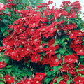Clematis Vine Plant Live for Planting Outdoor, Clematis Plants Live, 4 to 6 Inch Tall, 2.5 Inc Pot, Perennial Fragrant Flowers Plant, Red Clematis