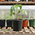 Red Tomato Live Plant, Tomato Plant Live, Long Red Sweet Fruit Plants from 4-7 Inches in Height, 4 Inch Pot for Growing