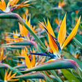 Pack 2 Orange Bird of Paradise Live Plants, 6-10" Tall Well Rooted Starter Plants, No Pot