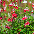 Hot Lips Sage Live Plant, Salvia Plant Live Herb for Grow Indoors Outdoor in 2.5 Inch Pot, Change Color to Red in Summer