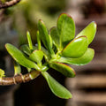 Jade Plant, Crassula Jade Plant, Crassula Succulents Plants Live for Indoor or Outdoor Houseplant, 4 Inch Pot