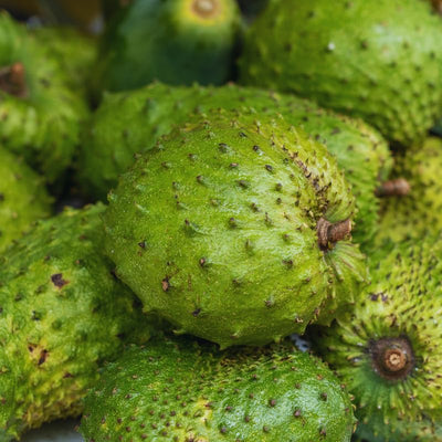 Soursop Tree Live Plant, Annona Muricata Soursop Plant Live, 5 to 8 Inches, Guanabana Fruit Tree