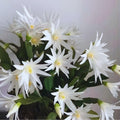 White Easter Cactus Plant Live, 4 Inc Pot, House Plant Live, Holiday Cactus Plants Indoor Outdoor Gardening