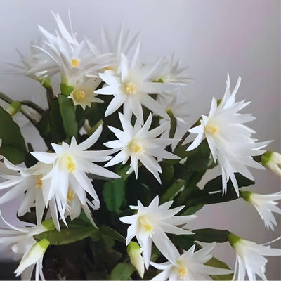 White Easter Cactus Plant Live, 4 Inc Pot, House Plant Live, Holiday Cactus Plants Indoor Outdoor Gardening
