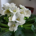 White African Violet Plant Live, 4 Inch Pot, Indoor Flowering Plant