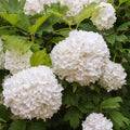 Viburnum Plant Live, Snowball Bushes Plant in 4 Inches Pot, Viburnum Live Plant, 6 to 8 Inc Long
