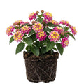 Set 3 Lantana Plants Live, Pink Lantana Flower Live Plants Well Rooted from 4 Inc Tall