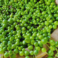 String of Pearls Plant Live, Variegated String of Pearls Plant Live, Succulent Vine Plant Live for Hanging Baskets, 4 Inches Pot