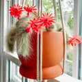 Trailing Monkey Tail Cactus Live Plant, Rare Hanging Cactus Succulent, 5-8 Inch Tall Well-Rooted Bareroot