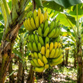 Basjoo Banana Live Plant, 4-7 Inch Tall, Banana Fruit Plant, Tropical Fruit Tree in Garden, No Pot