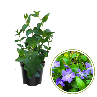 4 Live Vinca Minor Plants Live in 4 Inc Pot, Live Ground Cover Plants for Garden Growing