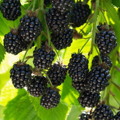 Triple Crown Thornless BlackBerry Live Plant, 5-8" Tall, Hardy BlackBerry Bush, Sweet BlackBerry Fruit Plants Live for Planting in Garden, No Pot