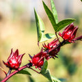 2 Red Roselle Hibiscus Plants Live in One Pot, Hibiscus Sabdariffa 4-6" Tall in 4" Pot, Sorrel Jamaica Hibiscus Flower
