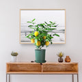 2 Starter Meyer Lemon Tree Live Plant Seedling, Small 1-2 Inches Yellow Lemon Lime Tree for Spring Planting, Very Hardy, Fragrant Citrus
