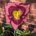 Daylily Plant, Purple Yellow Daylily Plant for Planting, Daylilies Perennial Plant, Daylilies Live Plant, Live Daylily Flowers Plant 4 Inches Potted for Garden