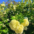 Old Fashion Snowball Viburnum Tree Live Plant Shrub in Pot, 8 Months Old Bush Ready to Grow Ready to Grow Outdoor Fragrant, 6-12"