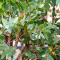 Eucalyptus Live Plant, Eucalyptus Tree Fully Rooted, Fragrant Foliage Houseplant, Easy Care for Indoor and Outdoor, 2.5" Pot (Parvifolia Eucalyptus Tree)