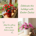 Spring Easter Cactus Plants Live, Holiday Easter Cactus Plant, 2 Inches Pot, 4-6 Inc Tall, Vibrant Flowers, Easy Care Succulent for Indoor Outdoor Growing