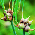 3 Walking Onion Plants Live for Planting Outdoors, 5 to 10 Inch Tall, 1 Year Old, Well Rooted for Planting, Not Walking Onion Seeds Bulbs