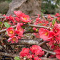 Quince Flowering Tree Live Plant, Double Orange Quince Flower Plant Live, 4 Inc Potted Shrub Bush Plant