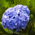 Blue Hydrangea Bush Live Plant, Cold Hardy Flowering Shrub, 1-1.5 Ft Tall