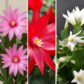 Random Easter Cactus Live Plant, Hardy Perennial Easter Cactus, Vibrant Blooming Spring Cactus, Indoor Houseplant, Flowering Holiday Cactus, 4–6 Inch Tall