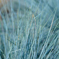 2 Blue Fescue Grass Plants Live for Planting, 4" Pot, Blue Fescue Ornamental Grass Live Plants Indoor Outdoor Garden