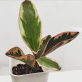 Peperomia Rainbow Plant, Green Pink Plant Houseplant, 4 Inc Tall, Suitable for Indoor Garden
