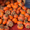 Persimmon Plant in Quart Pot, 6-12 Inch - Leafless in Winter, Perennial Sweet Persimmon Plants, Strong Roots, Fruit Plants for Home Garden