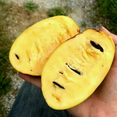 2 Bare Roots Common Pawpaw Tree Live Plants, 6 to 10 Inches Long, Paw Paw Plants Live