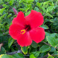 Hardy Hibiscus Plants Live Well-Rooted, Red Flowers Hibiscus Tree Live Plant for Outdoor Full Sun Spring Planting, 5-9" in Tall, Perennial Growing