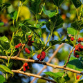 Red Mulberry Plant Live for Planting in Quart Pot, Mulberry Tree Live Plant 8 to 14 Inc Height, Sweet Mulberry Fruits Seedlding Ready to Grow