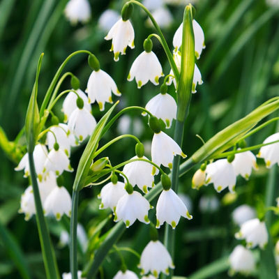 Set 5 Lily of The Valley Bare Roots, Fragrant Spring Flowers for Garden, Patio, and Containers