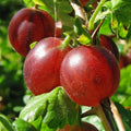 Gooseberry Plant Live, Gooseberry Bush Live Plant Fully Rooted in Soil, 5 to 9 Inch Tall, Gooseberry Fruit Tree