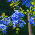 3 Plumbago Plants Live, Plumbago Live Plant, Perennial Flower Gardening for Patio Garden, 3-5'' (Blue)