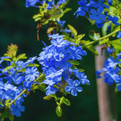 3 Plumbago Plants Live, Plumbago Live Plant, Perennial Flower Gardening for Patio Garden, 3-5'' (Blue)