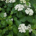 Blue Arrowwood Viburnum Live Plant, Hardy Viburnum Arrowwood Live Plant in 4 Inch Pot, Viburnum Live Plant, Live Hardy Viburnum Plant, White Viburnum Flower Plant for Garden