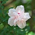 Rose of Sharon Plant, Hardy Althea Hibiscus Flowering Shrub in 4'' Pot, Outdoor Garden Starter Plant for Landscape or Hedge (Double Pink)