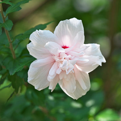 Rose of Sharon Plant, Hardy Althea Hibiscus Flowering Shrub in 4'' Pot, Outdoor Garden Starter Plant for Landscape or Hedge (Double Pink)