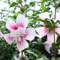 1 Pink Rose of Sharon Plant Live 4 Inch Pot, Hardy Hibiscus Shrub with Vibrant Blooms, Althea Hibiscus Syriacus Flowers