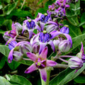 2 White Vining Milkweed Plants Live, Butterfly Asclepias Tuberosa, Wildflowers Perennial Bush, Swamp Common Plant, 5-9" in Tall, No Pot