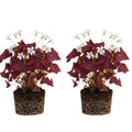 2 Burgundy Oxalis Plant Live, Oxalis Triangularis Shamrock Live Plant, 5 to 7 Inc Long, Hanging Basket Home Garden