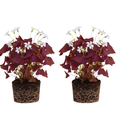 2 Burgundy Oxalis Plant Live, Oxalis Triangularis Shamrock Live Plant, 5 to 7 Inc Long, Hanging Basket Home Garden